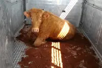 Trasporto bovini