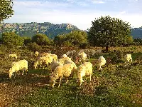 Gregge di pecore