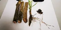 semi vegetali