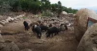 Sardegna, allevamento di suini allo stato semibrado in una immagine d'archivio