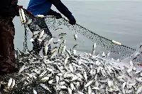 Pesca con rete