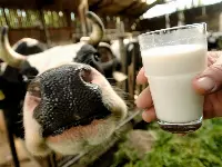 Latte e mucca da latte nella stalla