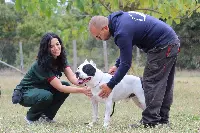 zoetis e fondazione cave canem