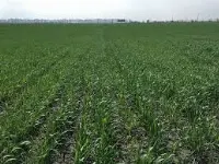 Campo coltivato