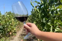 Vigneti in Sicilia
