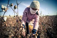 Caporalato, lavoro minorile in agricoltura