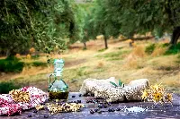Oleoturismo, o turismo dell'olio