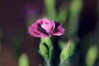 Fiore