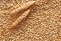 Grano