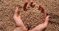Grano saraceno