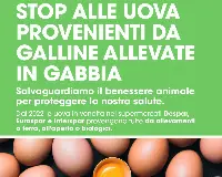 Stop uova galline in gabbia