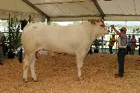 Bovino di razza Chianina