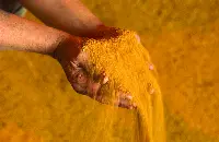 Assalzoo mangimi