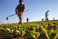 Contadini in un campo agricolo
