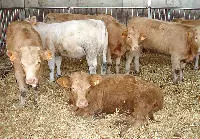 Allevamento bovino da carne