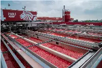 Mutti, stabilimento lavorazione del pomodoro