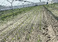 Ynnova, agricoltura di precisione