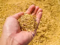 Grano
