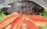 Pesce Tilapia