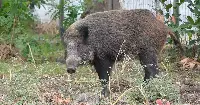 Cinghiale in Baviera