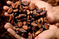 Frutti di cacao