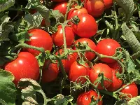 Pomodoro da industria