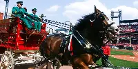 Cavalli Clydesdale in parata con un carro Budweiser (AbInbev)