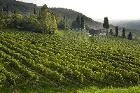 Collina vitata