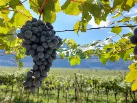 Cavit vendemmia 2022