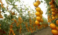 Pomodori coltivati in Finagricola S.C.R.L.