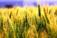 Grano