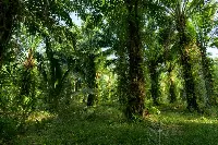 Piantagione di palma da olio