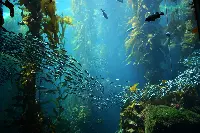 Acquario