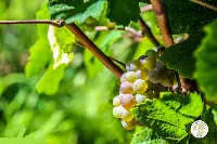 Vendemmia uve Pinot grigio DOC delle Venezie