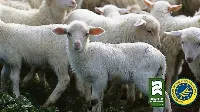 Primo Rapporto Trasparenza dell’Agnello di Sardegna IGP: il 2021 è stato il migliore degli ultimi 20 anni