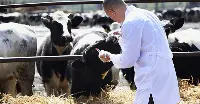 Veterinario in un allevamento bovino
