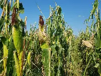 Pianta di mais in Friuli Venezia Giulia dopo le grandinate di luglio 2023