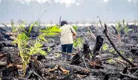 deforestazione olio di palma