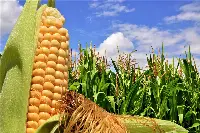 Filiera del mais: campo di granturco