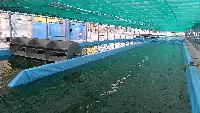 Vasche per la produzione di alga Spirulina nello stabilimento Andriani