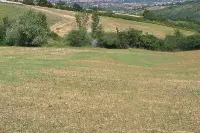 Campo devastato dalle cavallette in Romagna