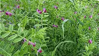 Sovescio di veccia comune (Vicia Sativa) su terreno agricolo