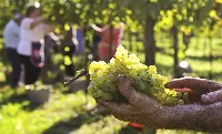 Vendemmia