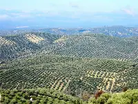 Uliveti in Andalusia