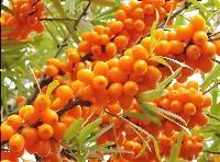 Uvs Chatsargana IGP, ovvero bacche di olivello spinoso in cui derivati si trovano sotto forma di olio, sciroppo o succo. Ha svariati impieghi anche In cucina