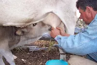Mungitura