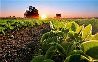 Campo agricolo