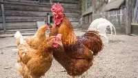 Report "The pecking order" per i polli da carne