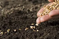 Agricoltura: sementi