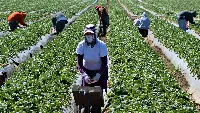 Era del Covid: lavoratori in campo agricolo